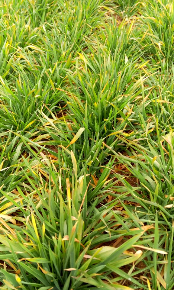Winter wheat green life