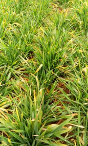 Winter wheat green life
