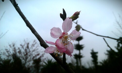 Cherry blossoms flower plant