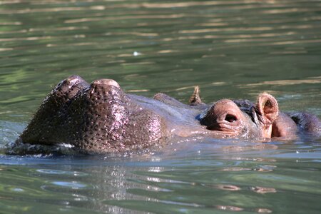 Africa zoo hippo photo