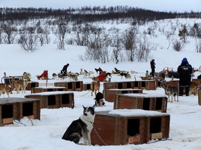Dogs tromsø norway