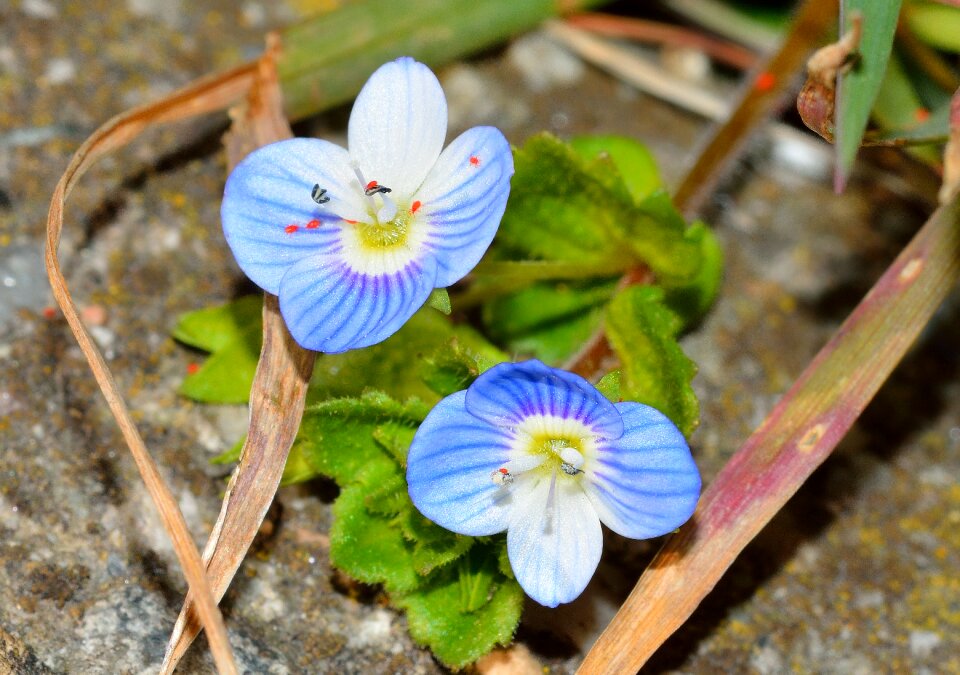 Flowers veronica spring