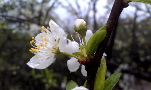 Peach blossom flower plant photo