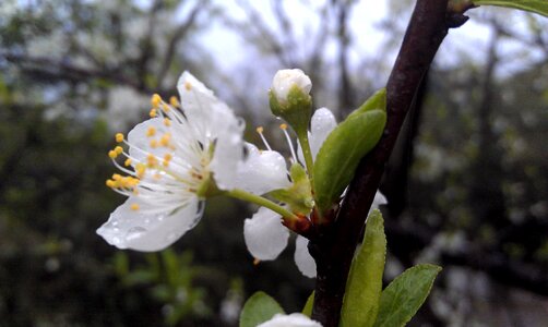 Peach blossom flower plant