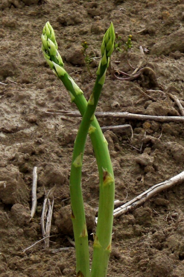 Nature vegetables green