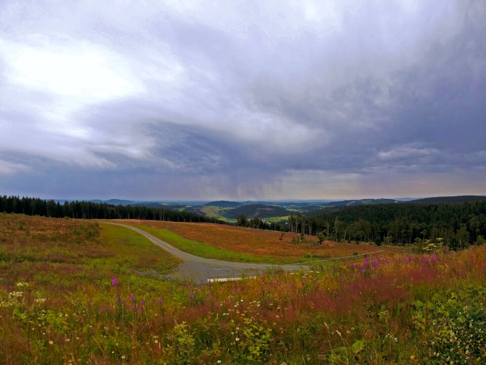 Grass nature scenic