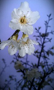 Peach blossom flower plant