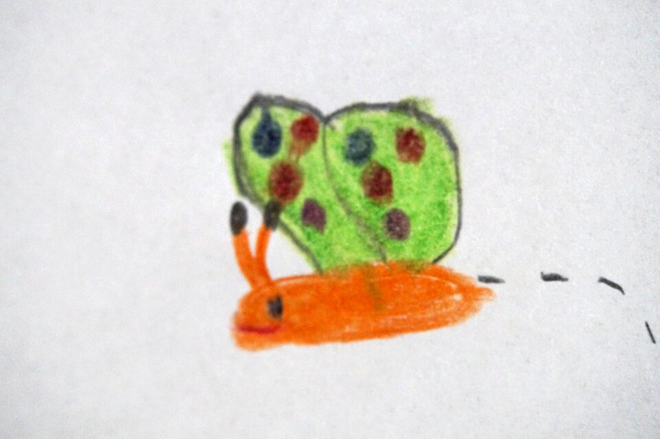Insect animal children drawing