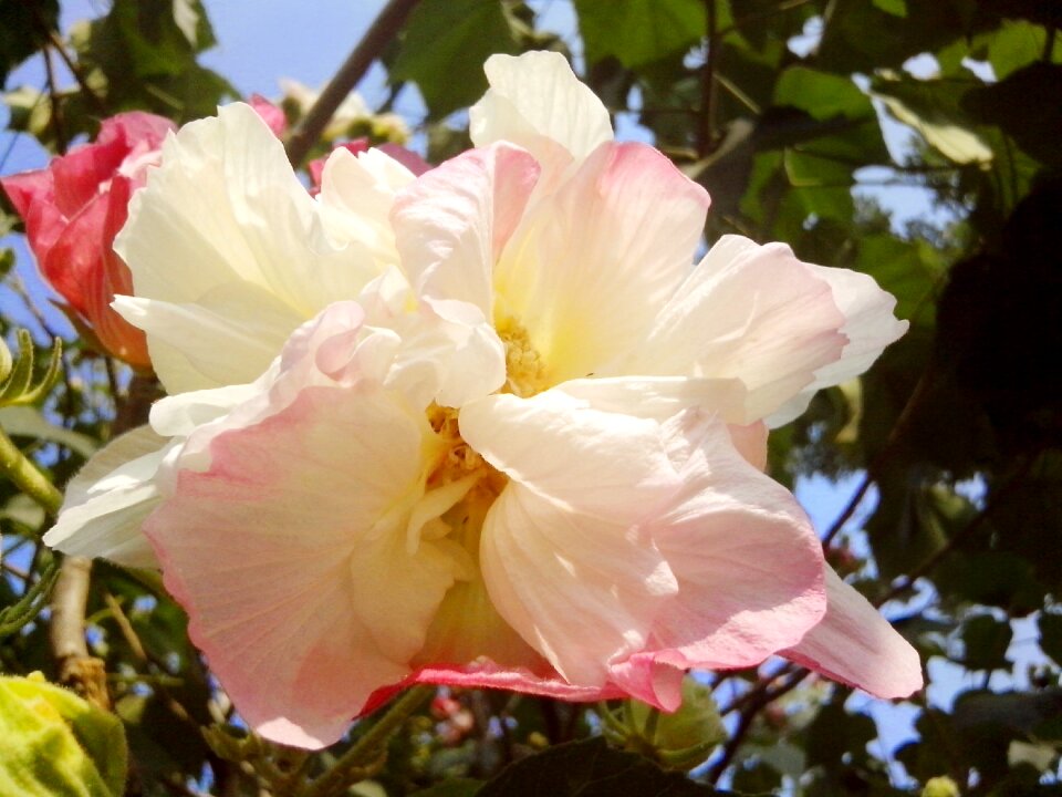 Blossom flower