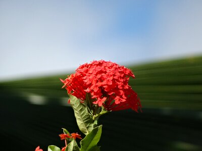 Cayenne french guiana flowers photo