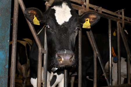 Cow agriculture milk