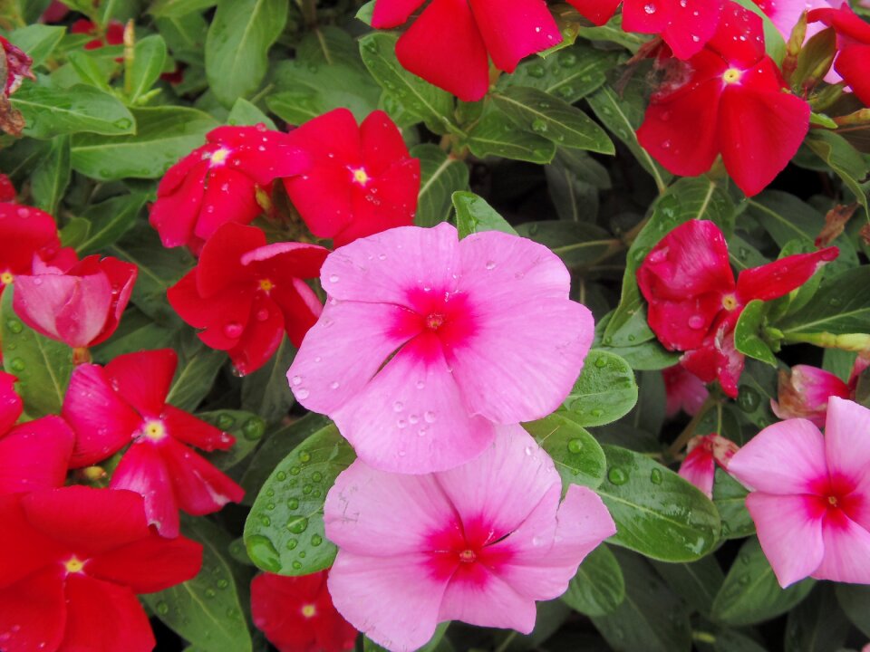 Flowers rosa fuchsia