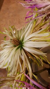 Withered plant floral