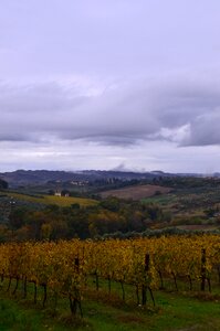Grapes vineyard clouds