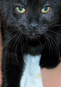 Feline close-up animal photo