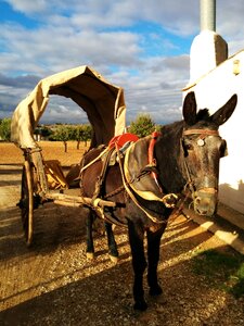 Horse car animals