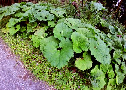 Heart green mountain flower photo