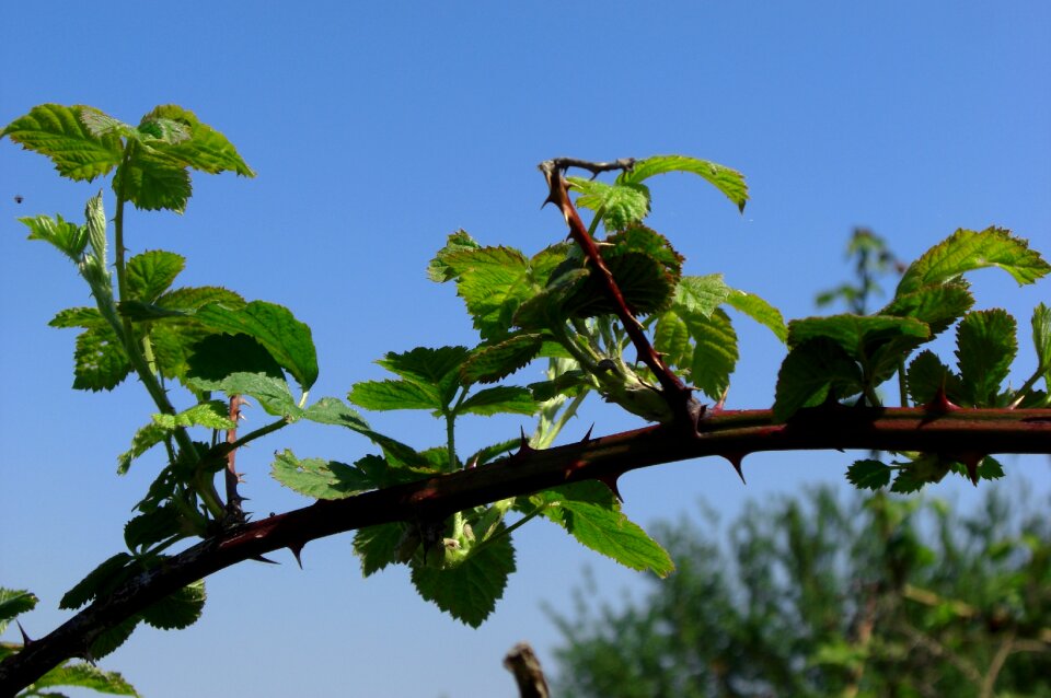 Thorns nature plant