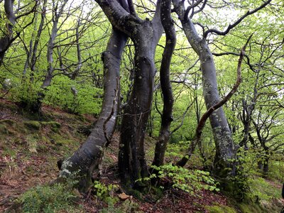 Nature sierracantabria euskadi