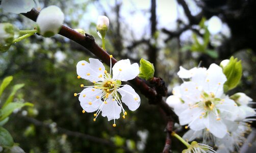 The peach blossom peach blossom flower