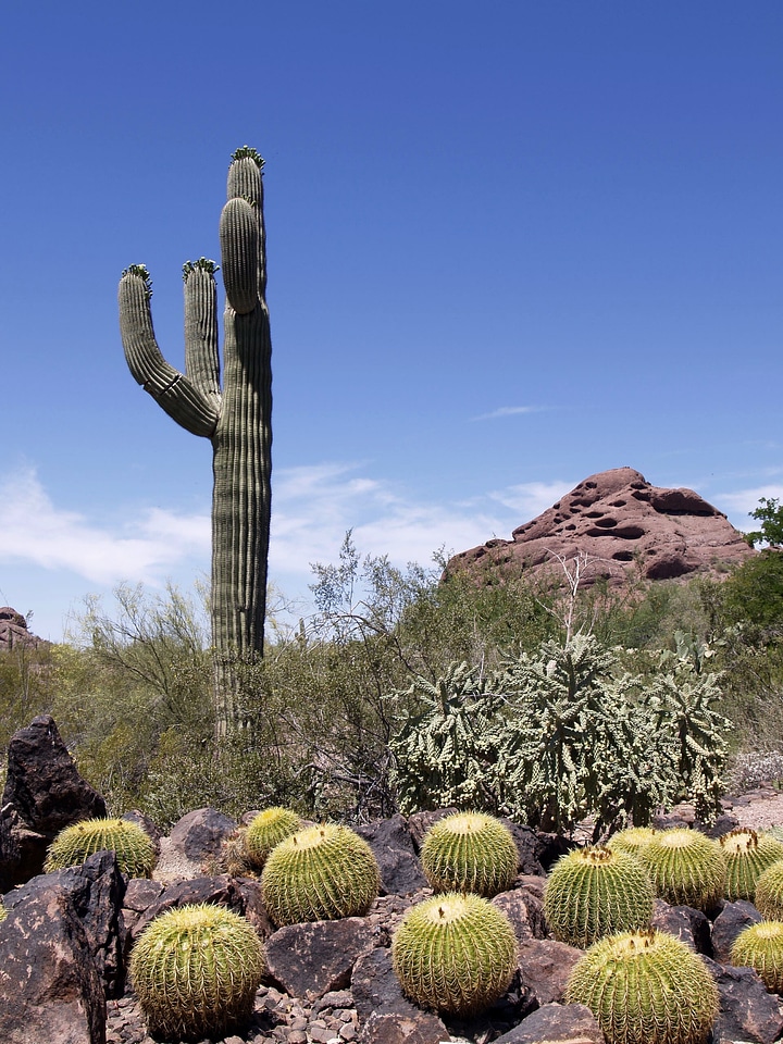 Hill desert phoenix