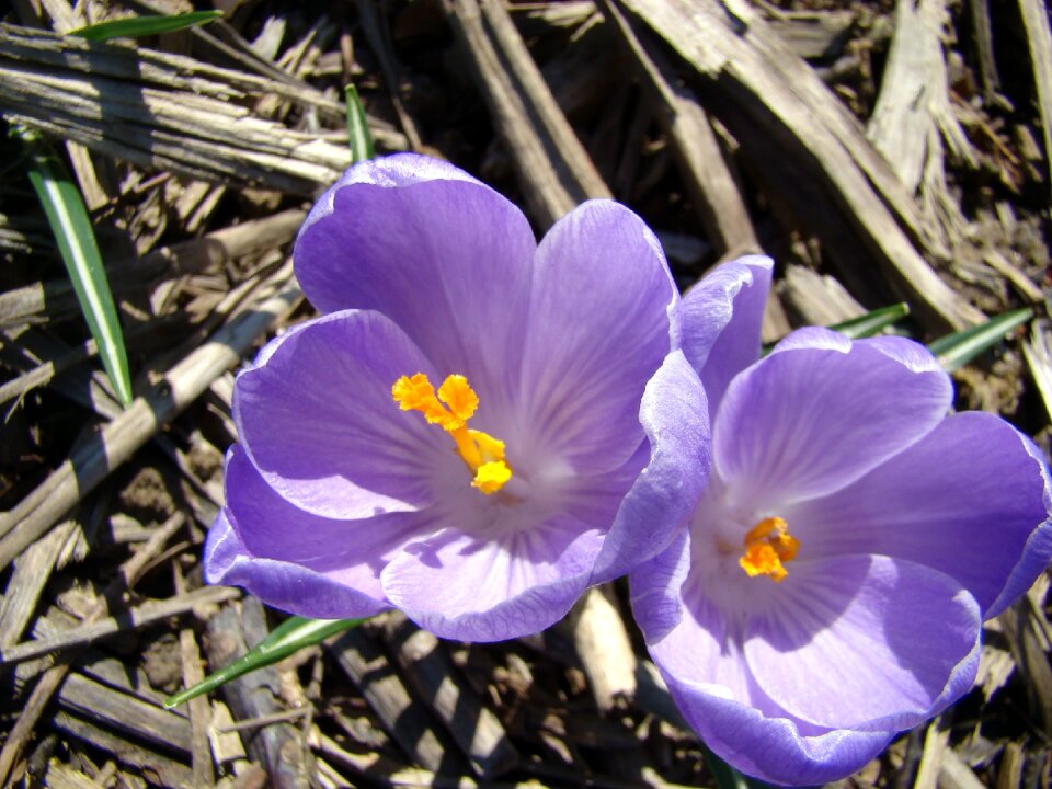 Spring floral
