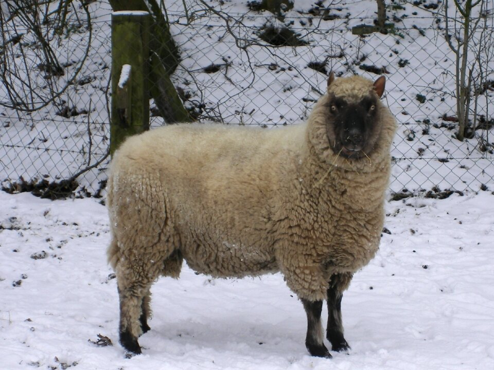 Sheep mammal lamb