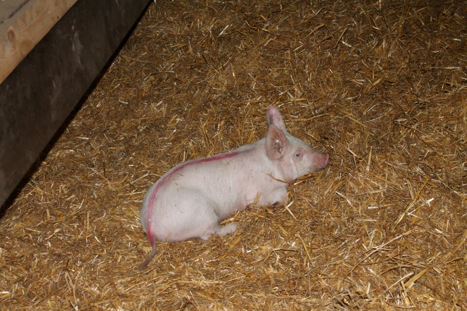 Agriculture straw barn