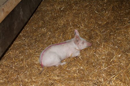 Agriculture straw barn
