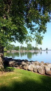 Summer tree landscapes