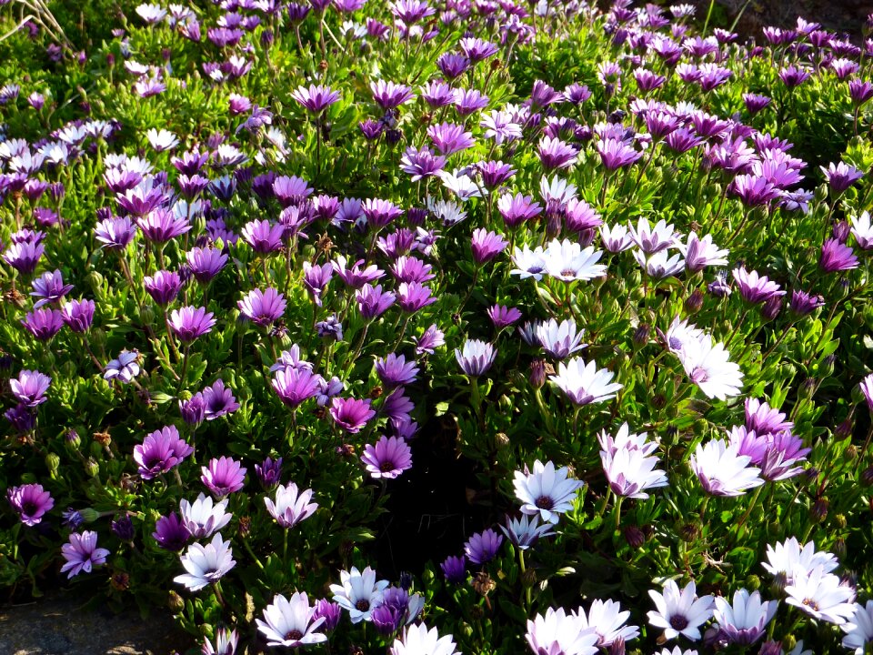 Violet osteospermum massif