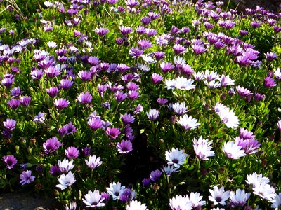 Violet osteospermum massif photo