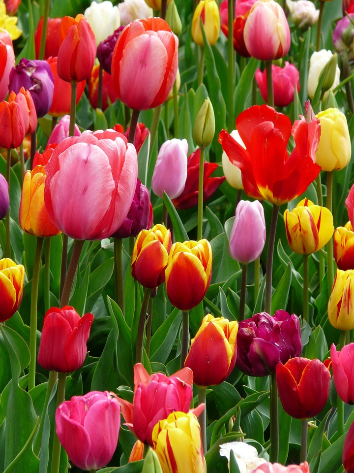 Colorful color cheerful