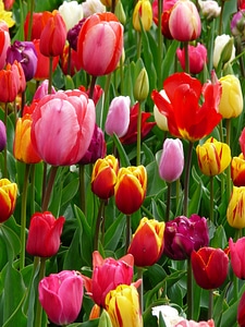 Colorful color cheerful