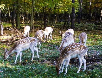 Flock graze deer