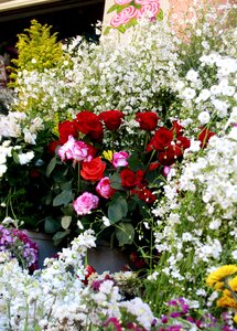 Flowers roses plants
