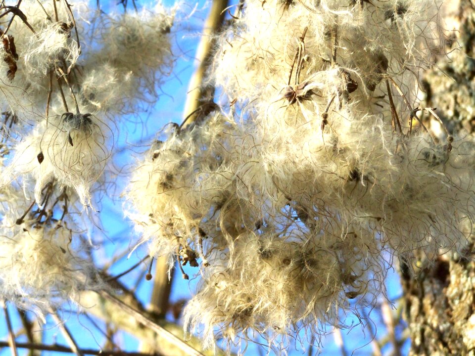 Clematis nature white