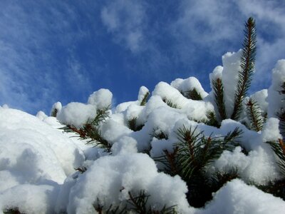 Winter garden snow