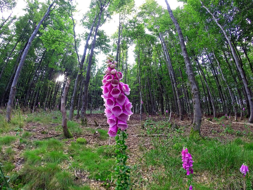 Bloom flower common foxglove