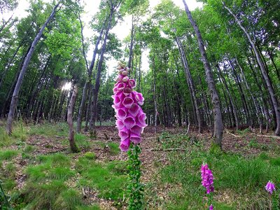 Bloom flower common foxglove