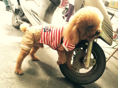 Cuteness pet tao qi