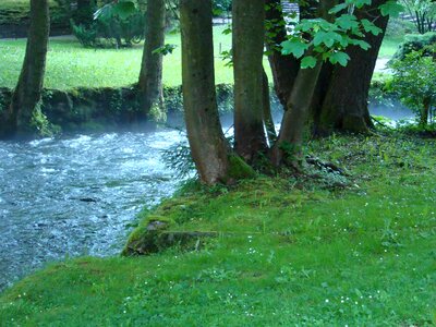 Brook nature tranquil