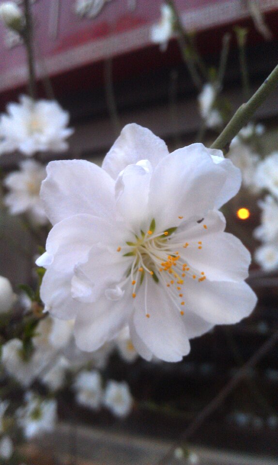 Cherry blossoms flower plant