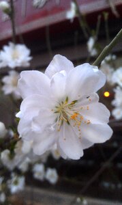 Cherry blossoms flower plant