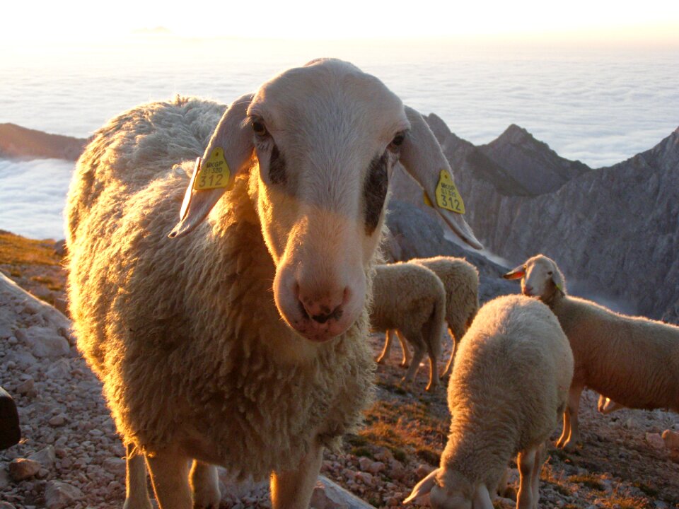 Sheep dawn landscape
