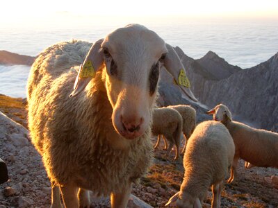 Sheep dawn landscape