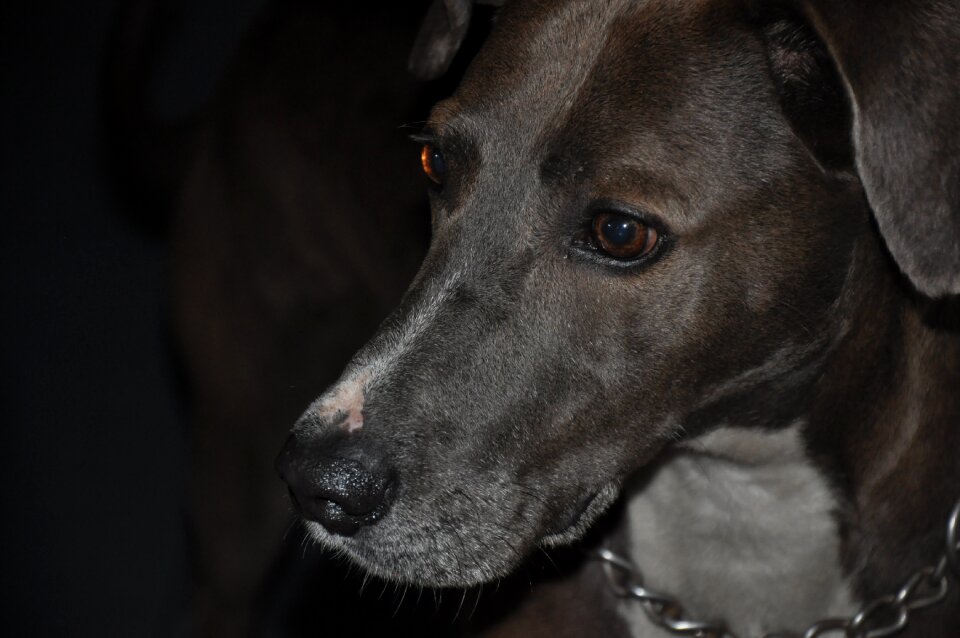 Pet seriousness weinmaraner