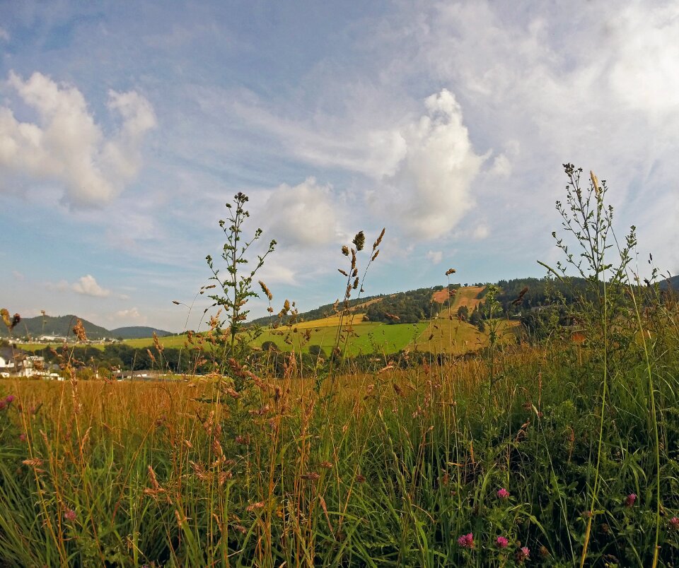 Hochsauerland field grass