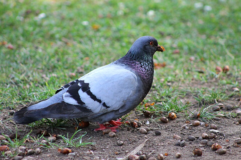 Pigeons bird grey