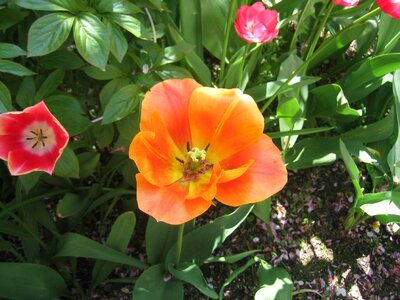Blossomed nature tulpenbluete photo